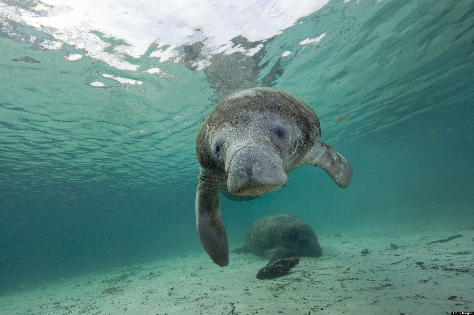 Florida Manatees to Receive Nearly 2 Million Acres of Revised Protecte ...