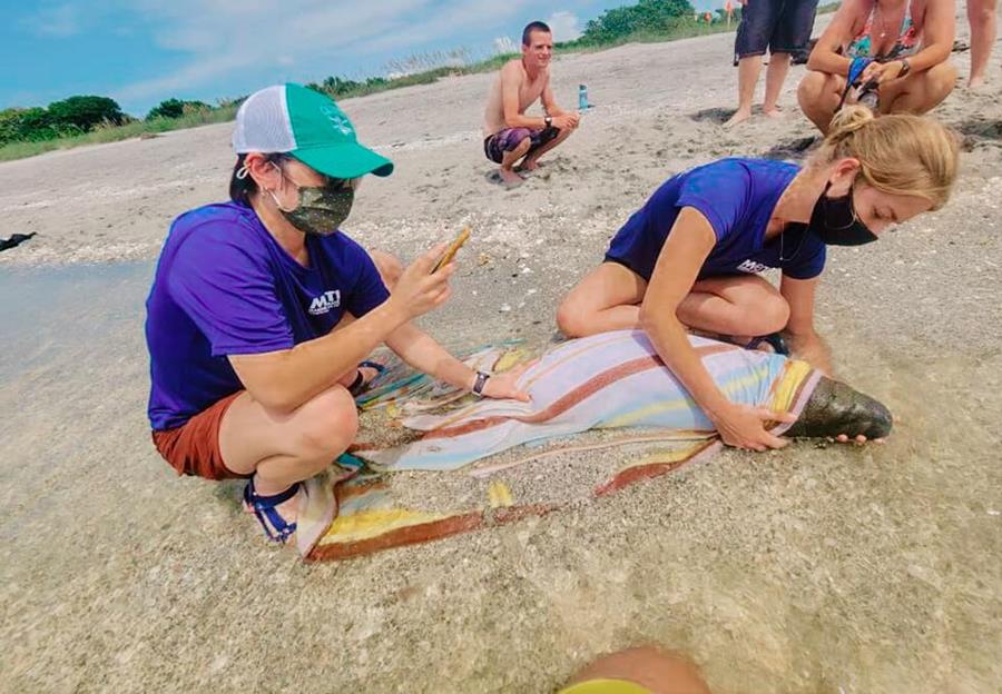 Mote Marine Laboratory Rescues Manatee Calf at Local Beach in Venice, Florida