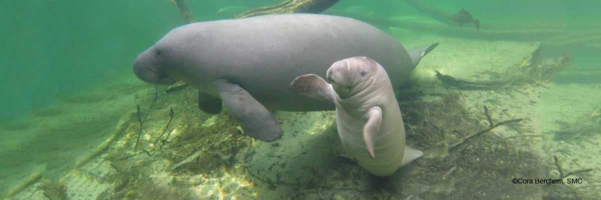 Meet a Manatee: Lesley