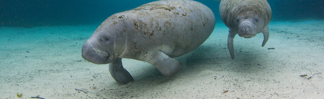 November Is Manatee Awareness Month