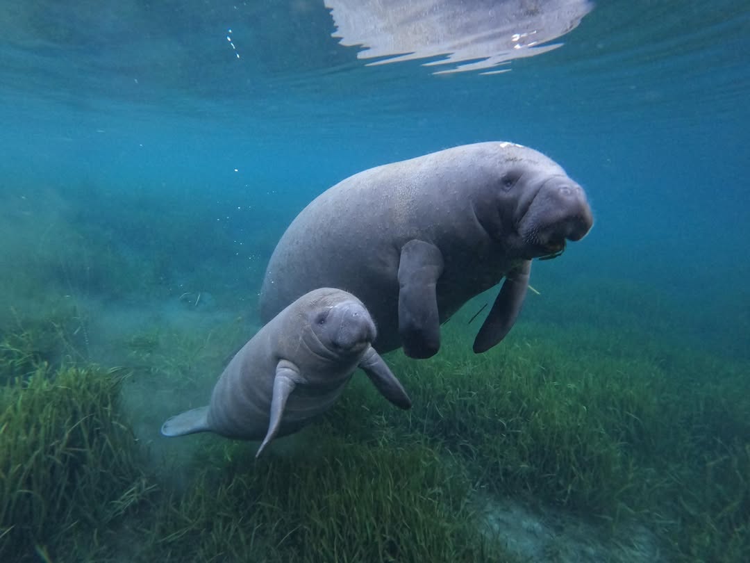 Manatee Coffee and Friends of Manatee Lagoon Join Forces