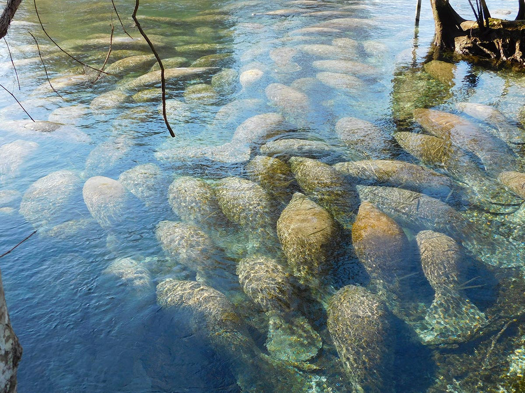 Struggling to Survive, Manatees Starving to Death in Unprecedented Numbers