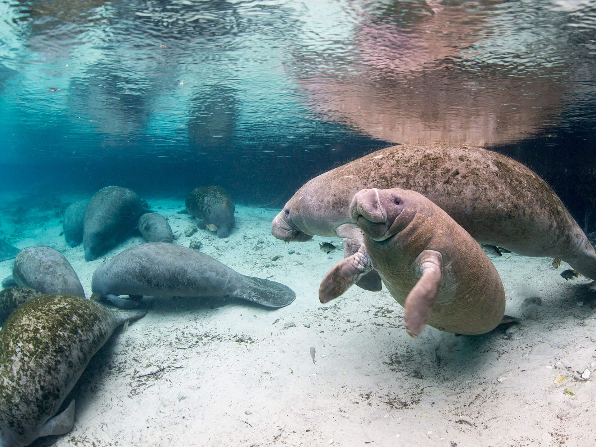 How does the changing weather affect manatees?