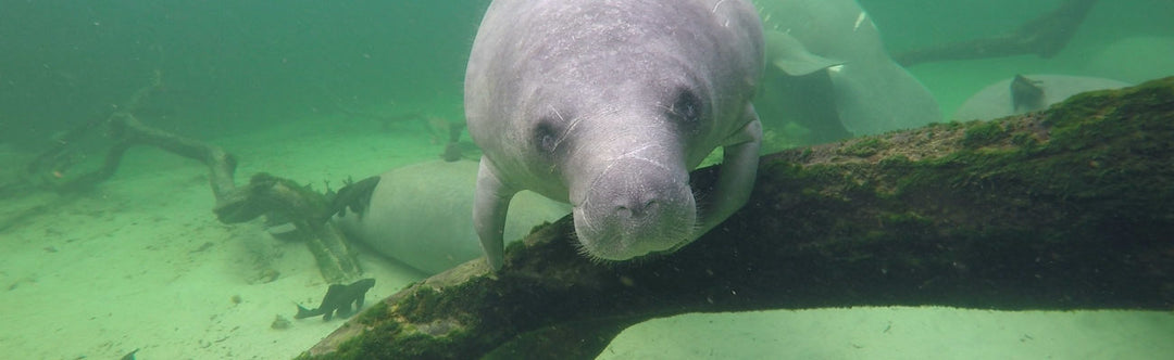 Manatee Appreciation Day