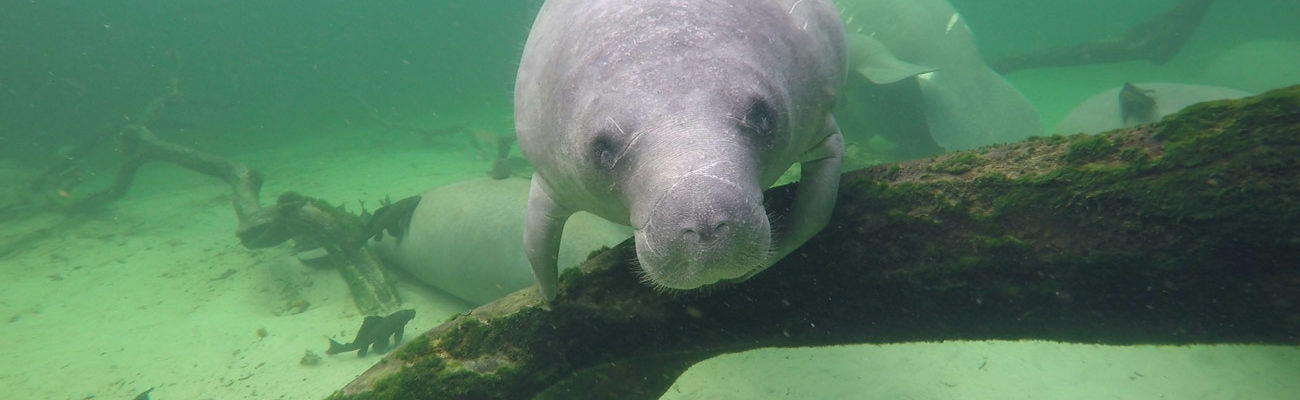 Manatee Appreciation Day