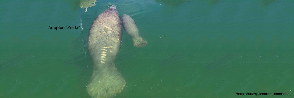 Zelda the Manatee Joins Save the Manatee Club Adopt-A-Manatee Program